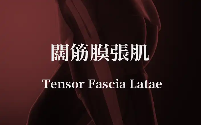 闊張筋膜肌 | The Tensor Fascia Latae