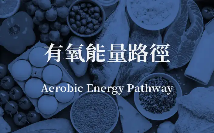 有氧能量路徑 | Aerobic Energy Pathway